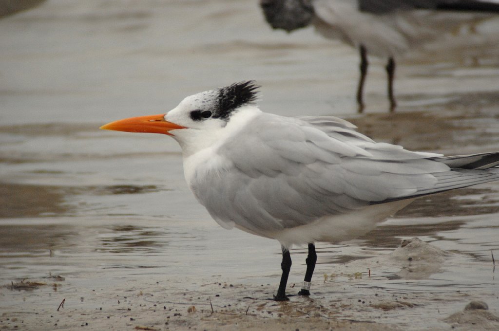 Tern, Royal, 2010-01318445 St. Petersburg, FL.JPG - Royal Tern. DeSoto Fort Park on the Gulf of Mexico. St. PeterSburg, FL, 1-31-2010